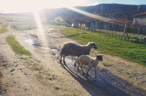 Kurban