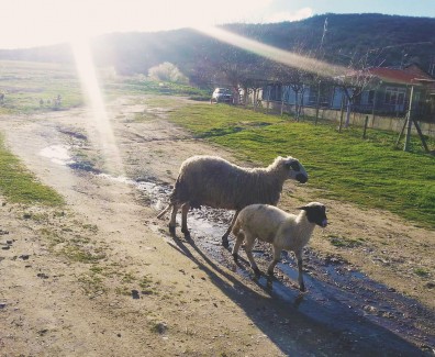 Kurban