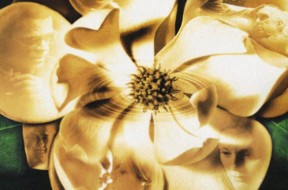 Magnolia-cover