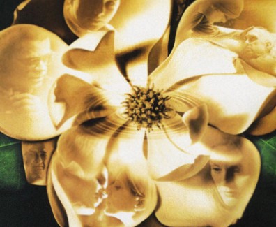 Magnolia-cover