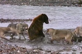 wolves-bear-2015
