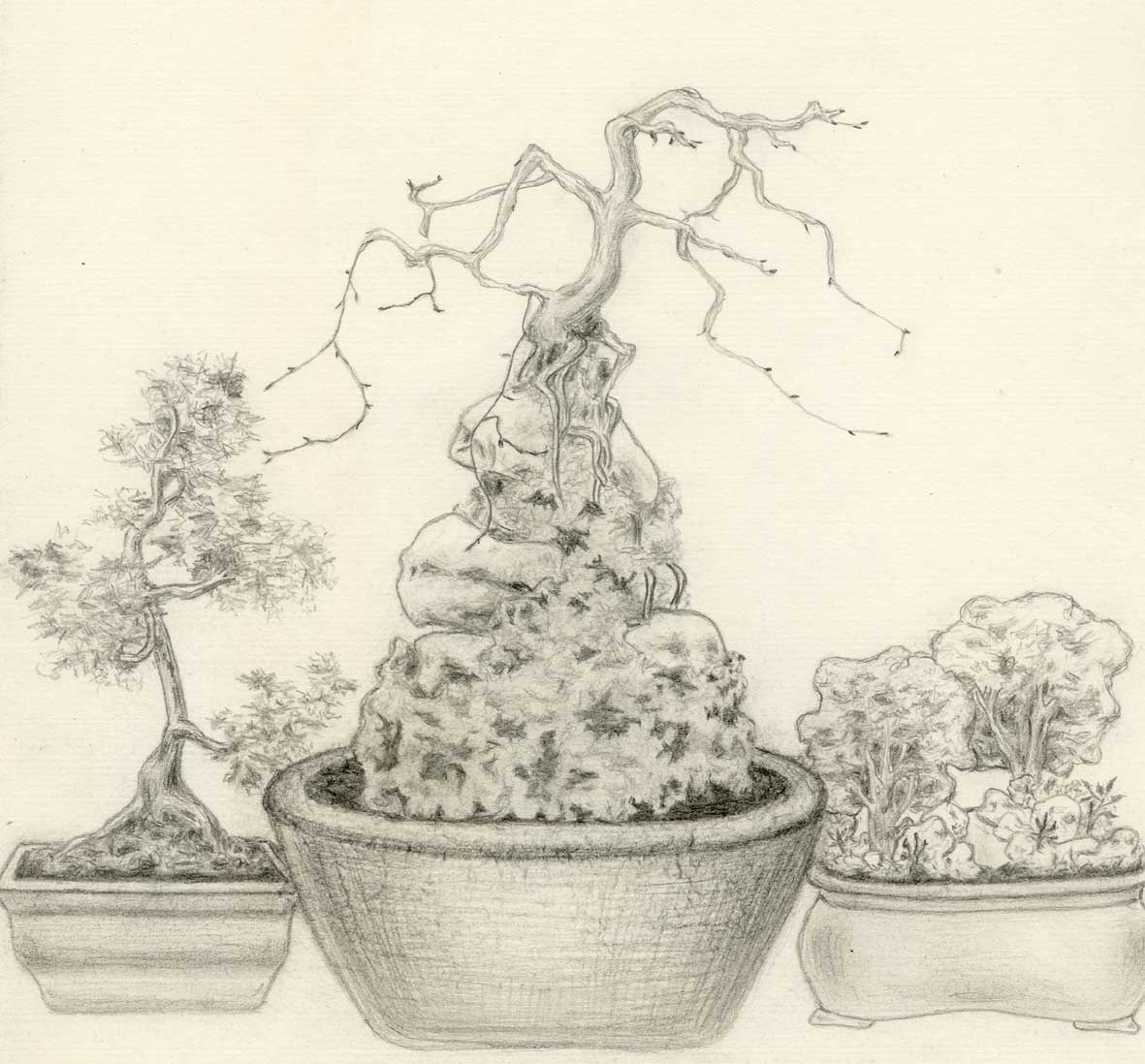 Bonsai-mini   